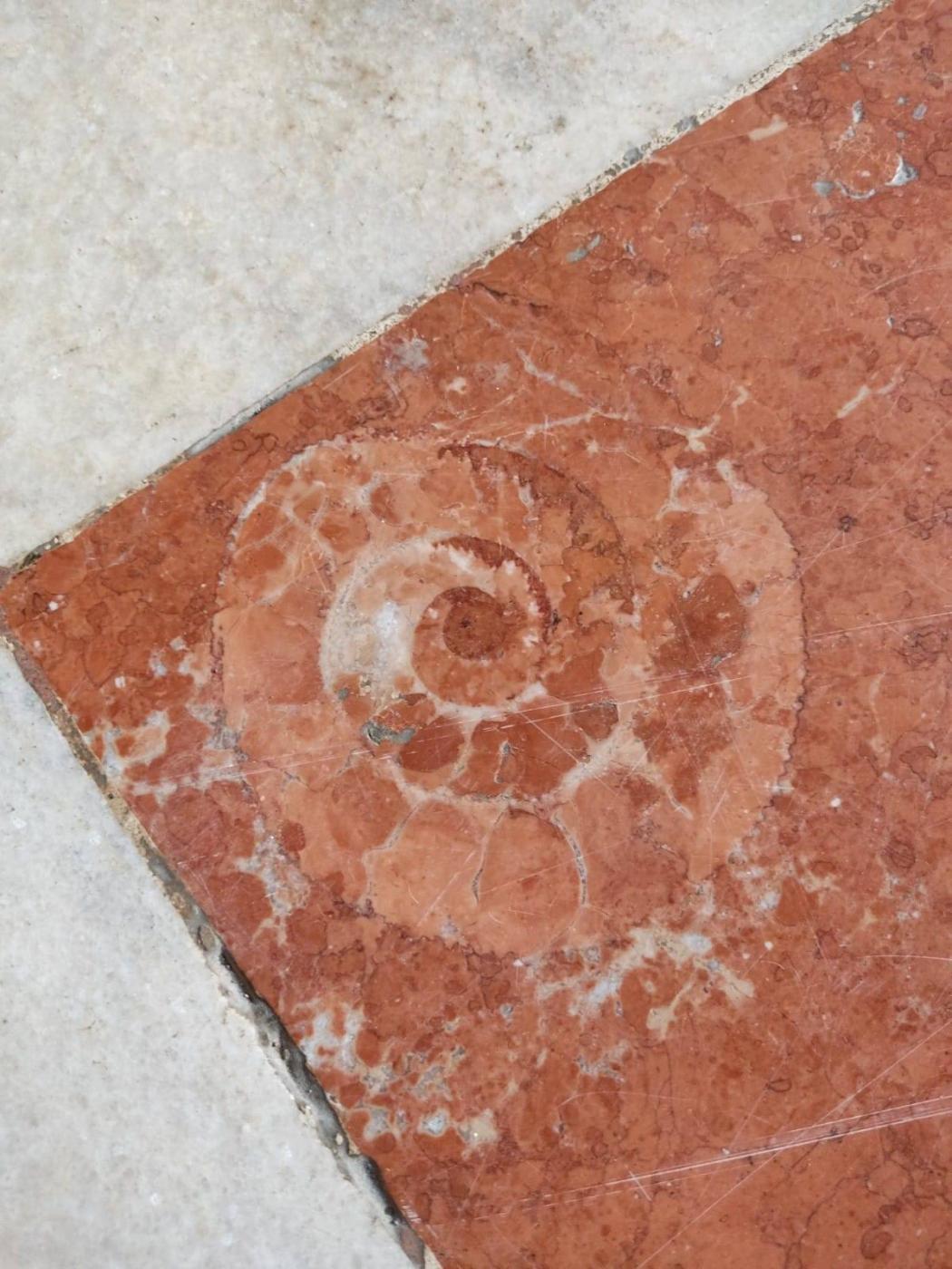 Fósiles en la solería de la Catedral de Málaga 