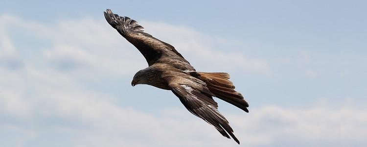 Despertando águilas