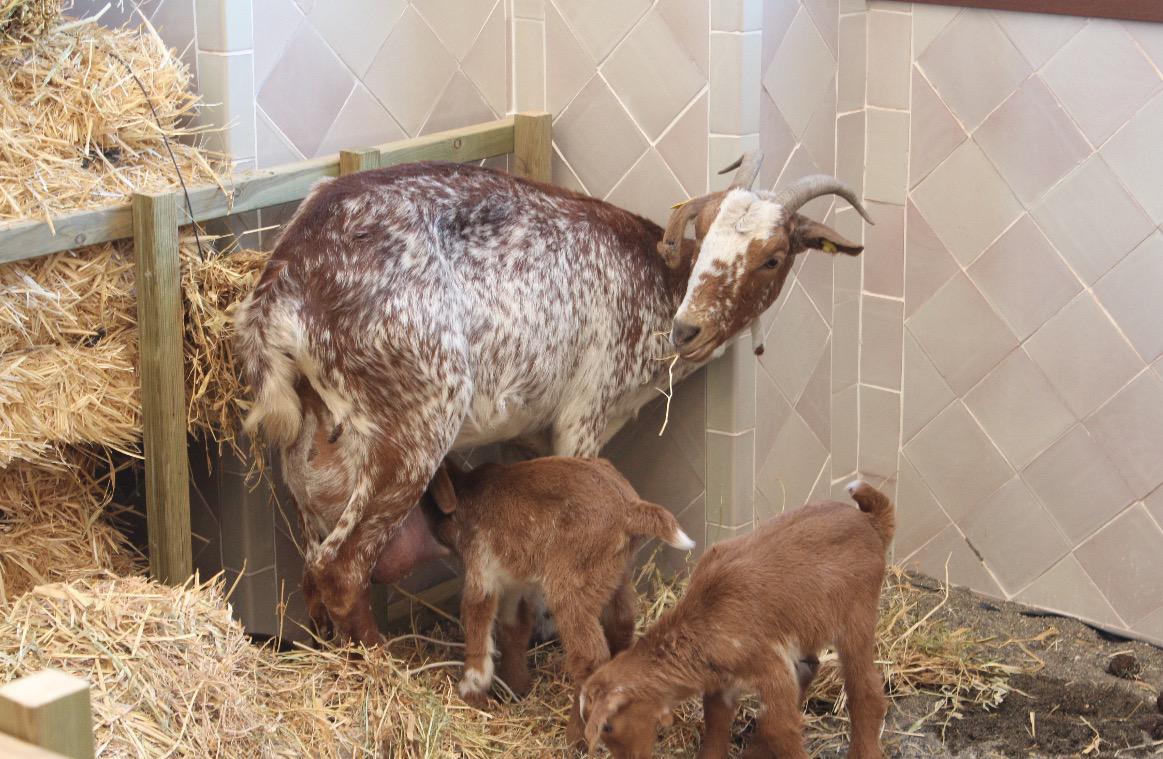 Los malagueños se vuelcan con el Belén Viviente Diocesano