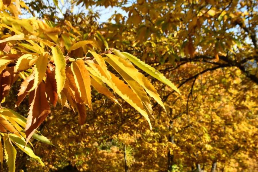 El Bosque de Cobre en Pujerra