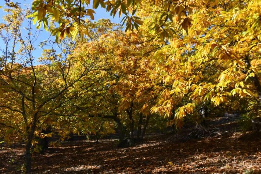 El Bosque de Cobre en Pujerra