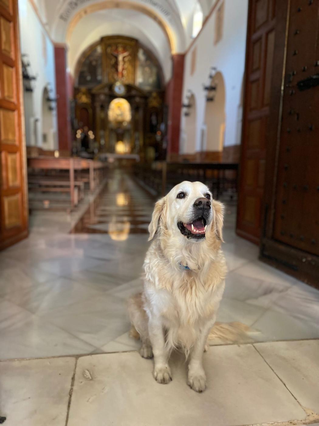 Bendición de los animales en el atrio de la parroquia de la Divina Pastora, en la fiesta de san Francisco de Asís
