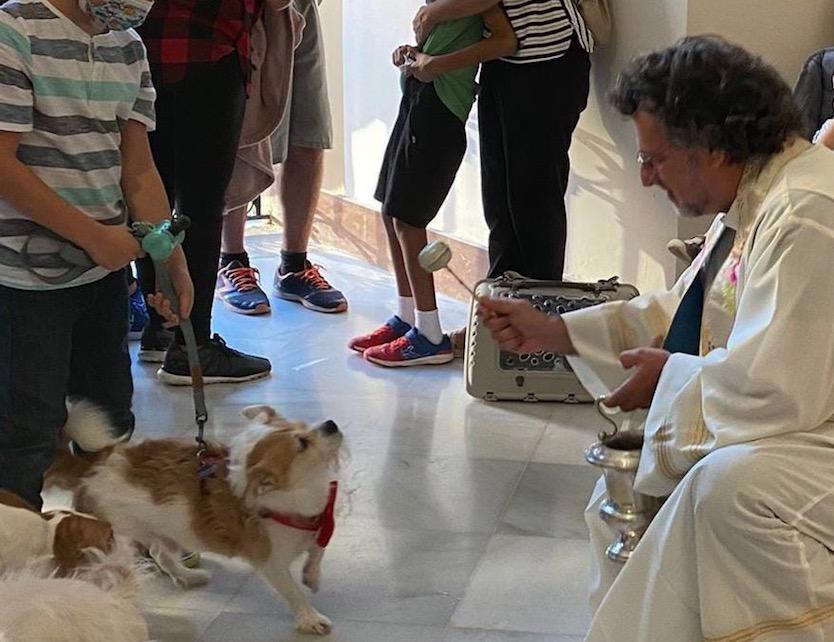 Bendición de los animales en la fiesta de San Antonio Abad