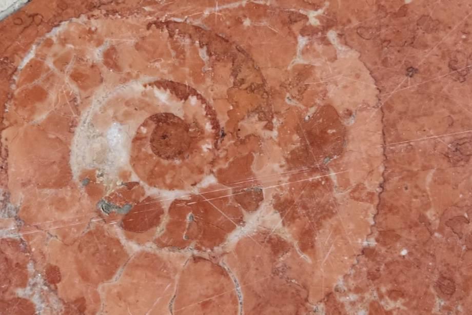 Los fósiles de la Catedral