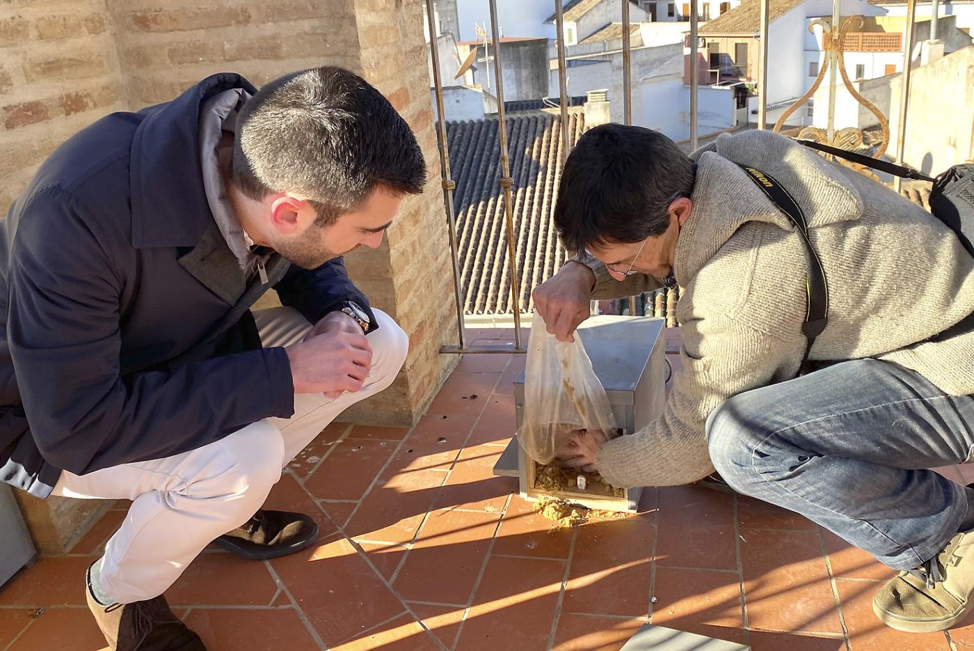 Parroquias de Antequera ayudan a la recuperación del cernícalo primilla